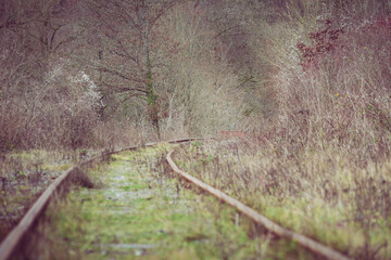 Low angle view on abandoned railroad track in the thick forest and bush during autumn.