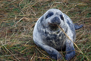 Obraz premium Atlantic grey seals on the beach