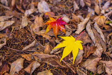 autumn leaves