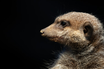 meerkat in focus, with black background. The meerkat wakes up and looks around. Close up photo