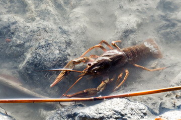 Danube or Galician crayfish on the beach of a lake