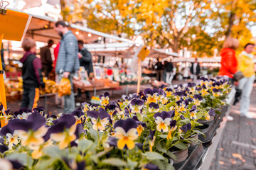 Weekly flower market at Janskerkhof (Janskerkhof Bloenmarkt) in Utrecht, Netherlands