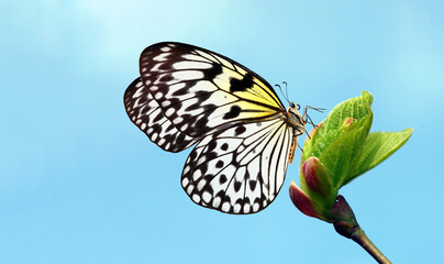 Spring concept. Bright colorful butterfly on fresh green leaves against blue sky background. Idea leuconoe. Rice paper butterfly. Large tree nymph. © Oleksii
