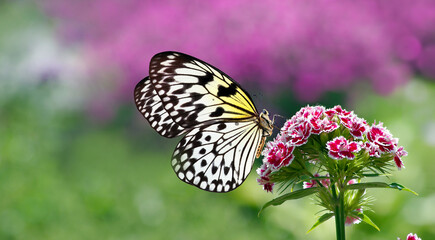 Bright colorful butterfly on a carnation flower in the garden. Idea leuconoe. Rice paper butterfly....