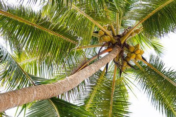 Beautiful coconut trees by the ocean. - obrazy, fototapety, plakaty