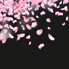 Nature horizontal black background.Pink falling sakura petals.