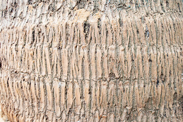 Palm trunk texture for background.
