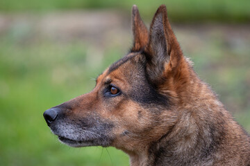 Deutscher Schäferhund