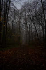Wald im Herbst