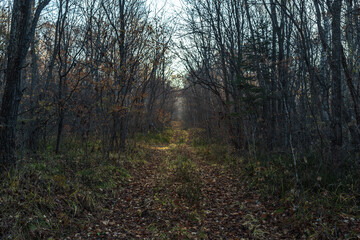 A road in a gloomy forest. Fallen leaves. Autumn.