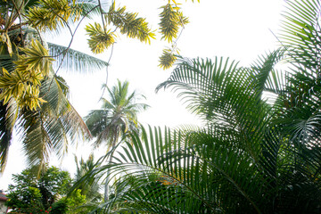Fototapeta na wymiar Beautiful coconut trees by the ocean.