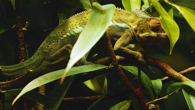 Chameleon sitting on a branch  up and moving around.