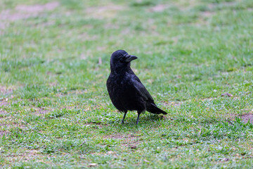 Crow walking on grass field in a park