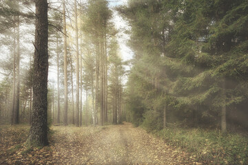 Fototapeta premium autumn landscape background, sun rays in the forest, park, trees seasonal view October