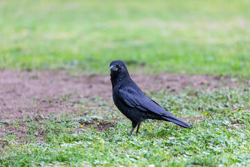 Crow walking on grass field in a park