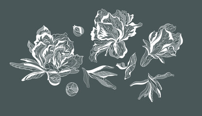 Pomergranate flower. Bouquet, vector illustration - obrazy, fototapety, plakaty