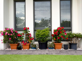 Fototapeta na wymiar Flowers and pot plants in front of house windows
