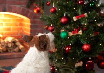 Jack Russell Terrier sniffing a toy by the Christmas tree. pet by the festive fireplace