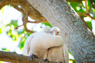 The couple Tanimbar corella cockatoo birds with the romantic moment on the tree at Brighton-Le-Sands park, Sydney, Australia.