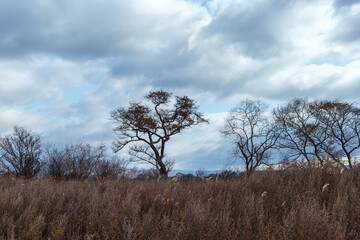 Obraz na płótnie Canvas Warped trees in the field. The sky in the clouds. Autumn.