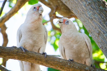 The couple Tanimbar corella cockatoo birds with a romantic moment on the tree at Brighton-Le-Sands...
