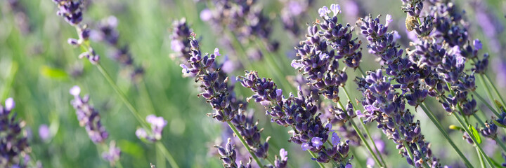 Obraz premium Purple lavender flowers growing on field closeup background
