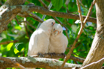 The couple Tanimbar corella cockatoo birds with a romantic moment on the tree at Brighton-Le-Sands park, Sydney, Australia.