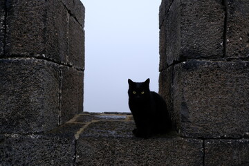 
cat and basalt, black cat