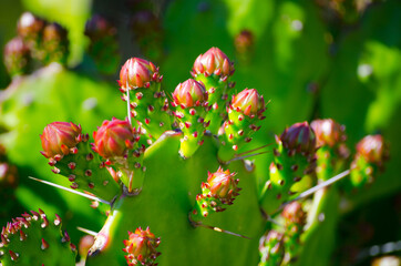 Flowers buds appear from the upper part of Prickly pear Cactus.