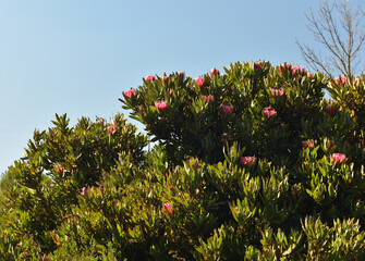 Fototapeta na wymiar A big king protea bush in full bloom against a blue sky