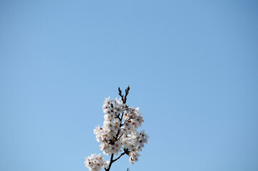 青空と桜