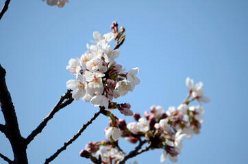 青空と桜