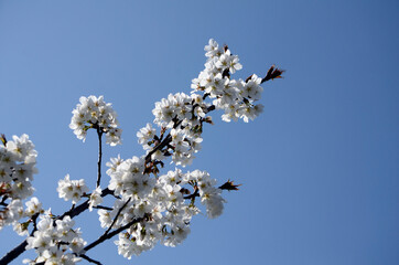青空と桜