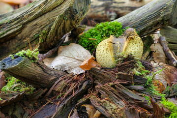 Kartoffelbovist, Scleroderma im Herbstwald - Scleroderma or eart ball in forest