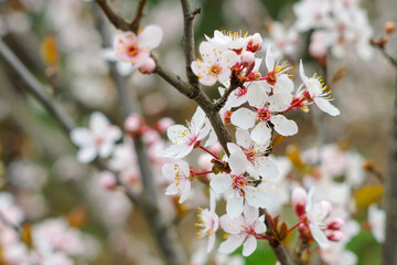 Kirschpflaume Blüte im Frühling - white cherry plum blossom in springtime