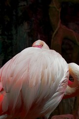 Fototapeta premium pink flamingo portrait
