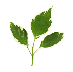 Green and white leaves of cornus alba isolated