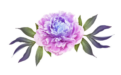 Pink and purple peony flower and gradient leaves in a floral arrangement isolated