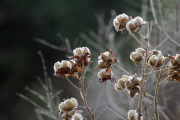 自生する綿花の木