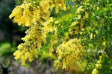 ミモザ の花と木