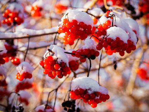 snowberries - Schneebeeren