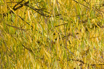 Autumnal golden black willow leaves closeup view with selective focus on foreground