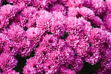 Magenta garden dahlia closeup view with selective focus on foreground