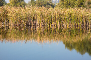 Reed reflecting on lake landscape view of