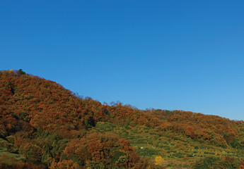 紅葉する山とみかん畑