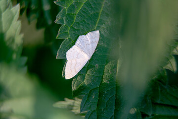 butterfly on the leaves