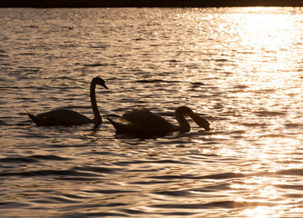 springtime on the lake with the Swan family