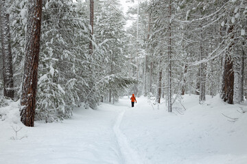 Girl in bright jacket walks in wither forest along narrow path in snowfall and cloudy weather