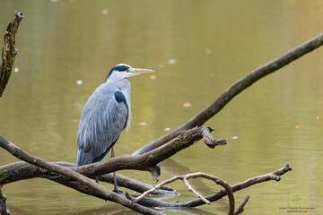 great blue heron