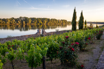 Vue sur des vignes du jardin méditerranéen en bordure de Loire près d'Angers dans le...